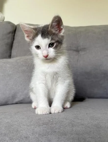 A baby small-sized male White Domestic Short Hair cat named Bamm Bamm for adoption in New York, NY