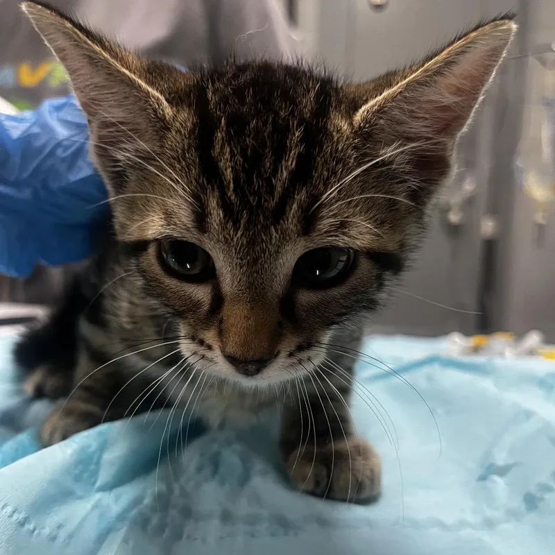 A baby small-sized male Brown / Chocolate Domestic Short Hair cat named Yoru @ Pet Supermarket for adoption in Summerville, SC