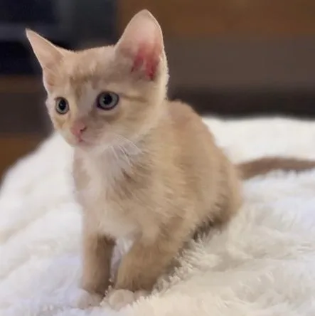 A baby medium-sized female Tabby cat named Luna for adoption in Columbia, SC