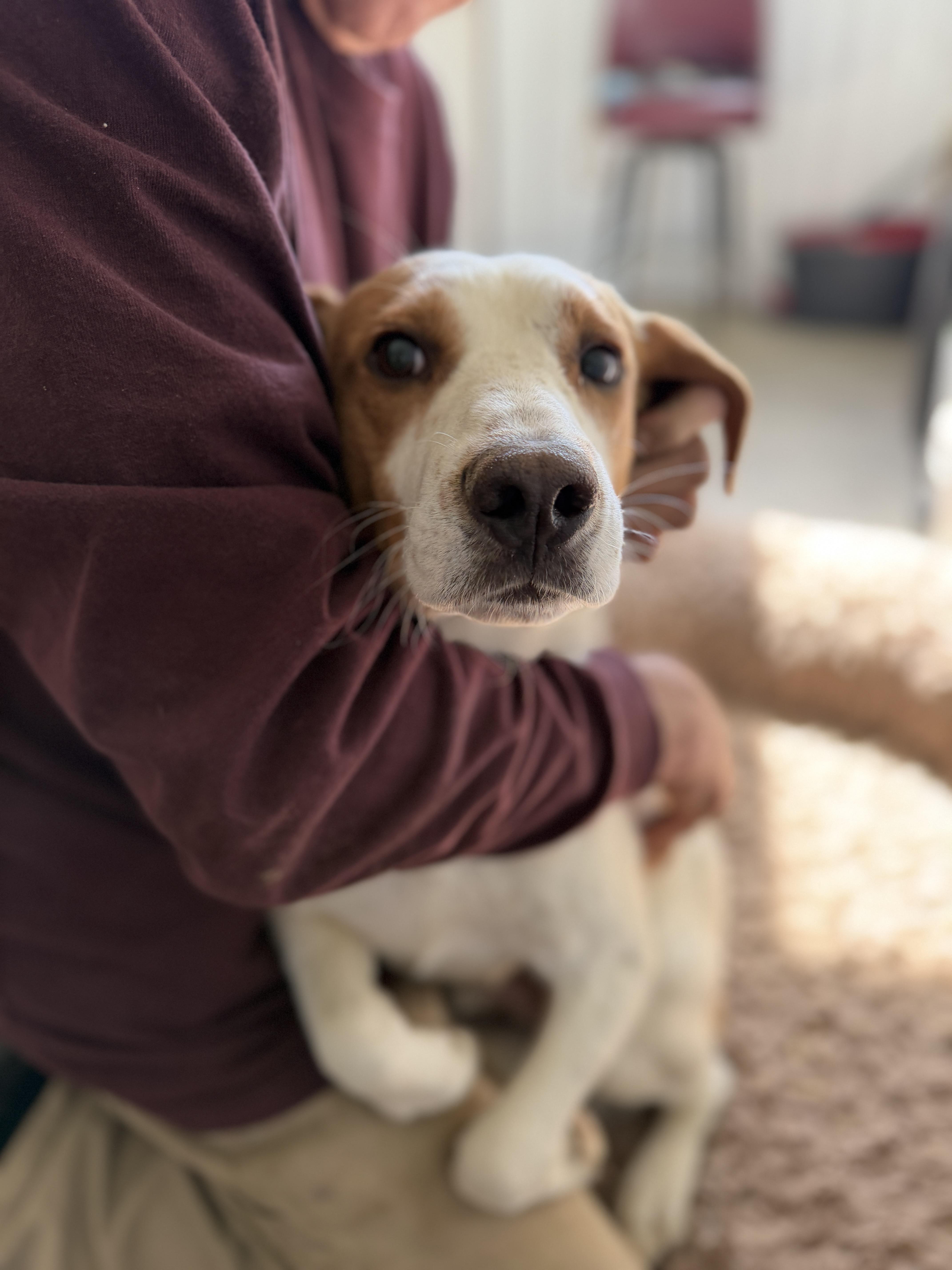 A young medium-sized male Beagle dog named Huckleberry for adoption in Alliance, OH
