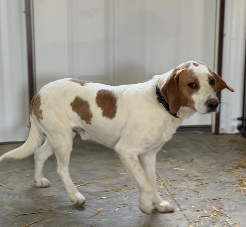 Huckleberry thumbnail 2