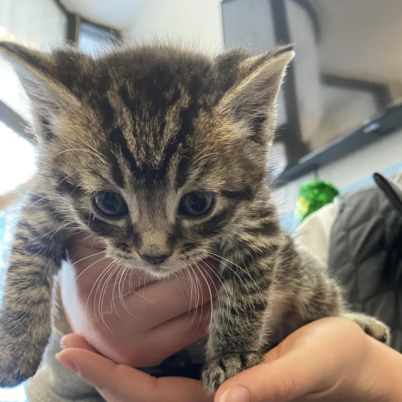 A baby small-sized female Gray / Blue / Silver Domestic Short Hair cat named Pebbles Fka Minion for adoption in Philadelphia, PA