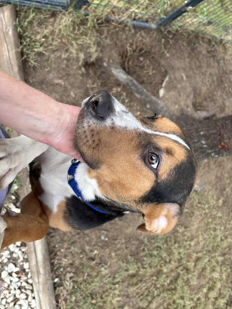A baby medium-sized male Hound dog named Jake for adoption in Sanford, NC