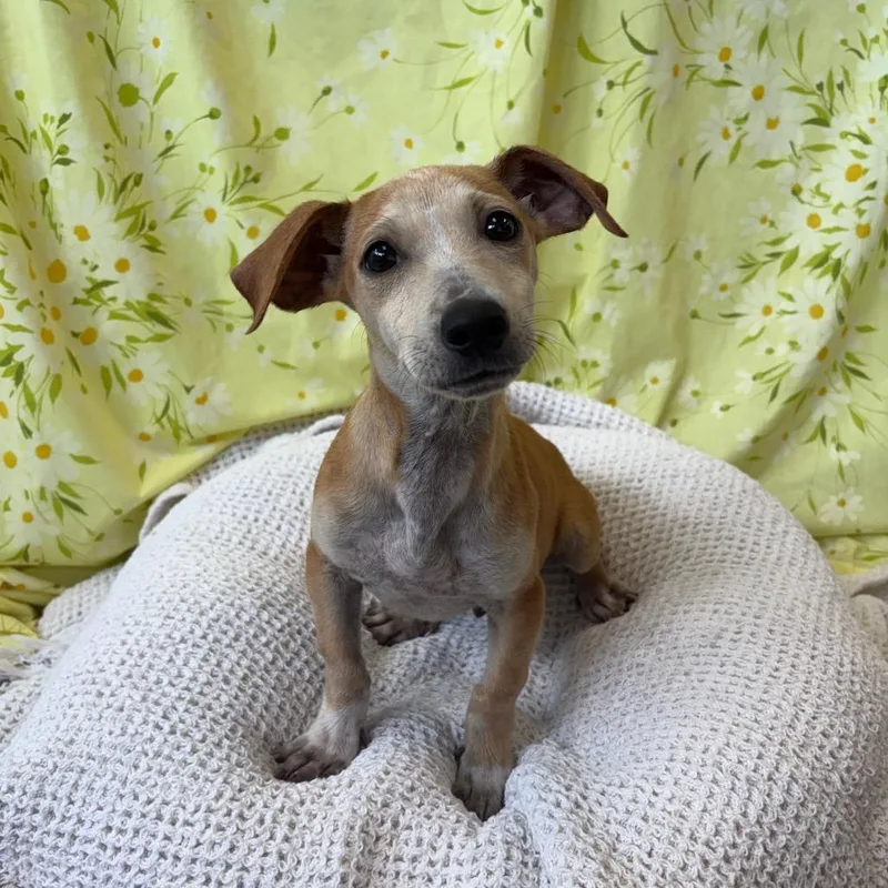 A baby small-sized male Yellow / Tan / Blond / Fawn Mixed Breed dog named Zepplin for adoption in West Olive, MI