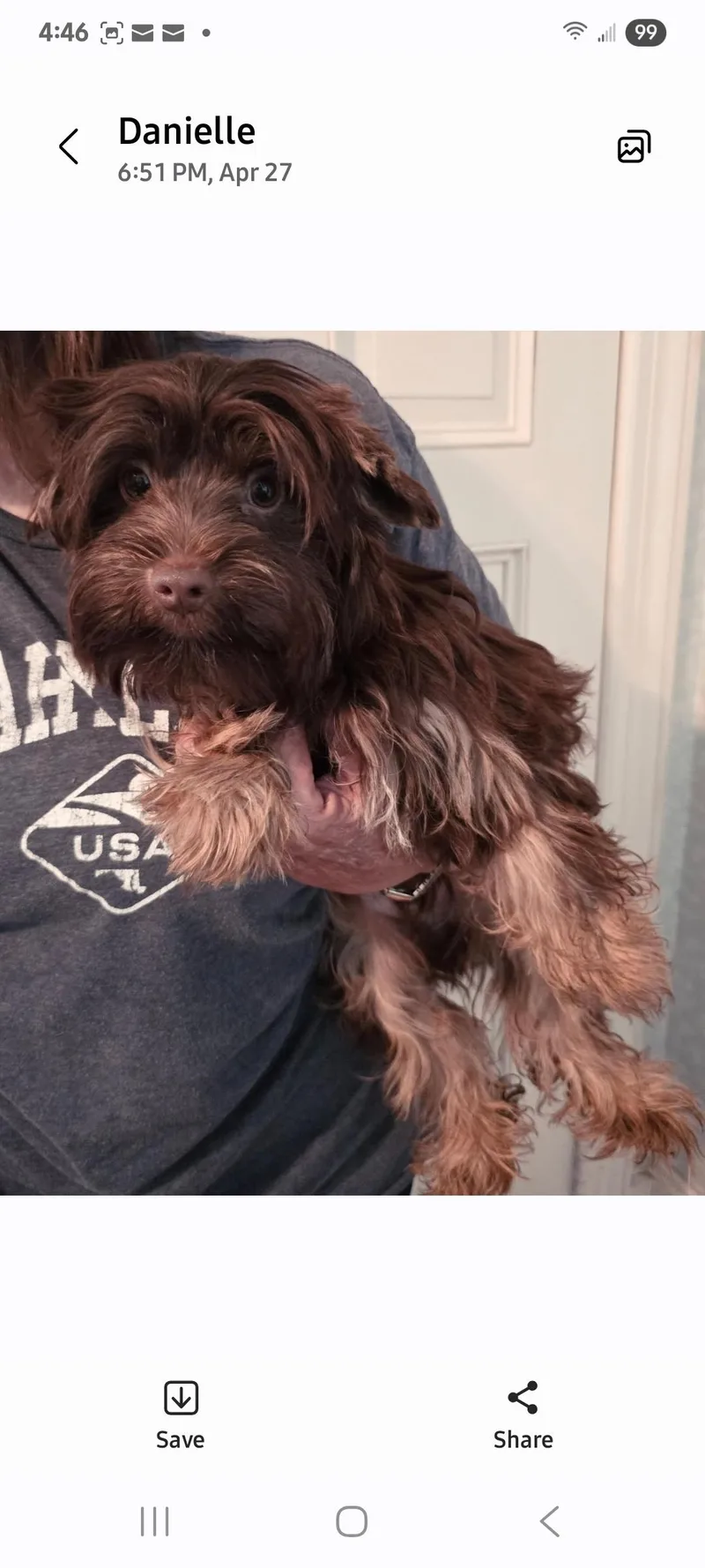 A young small-sized male Yorkshire Terrier dog named Sage for adoption in Cambridge, MD