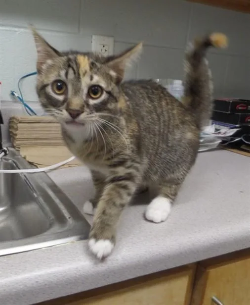 A baby small-sized female Domestic Short Hair cat named Lemonade for adoption in Augusta, GA