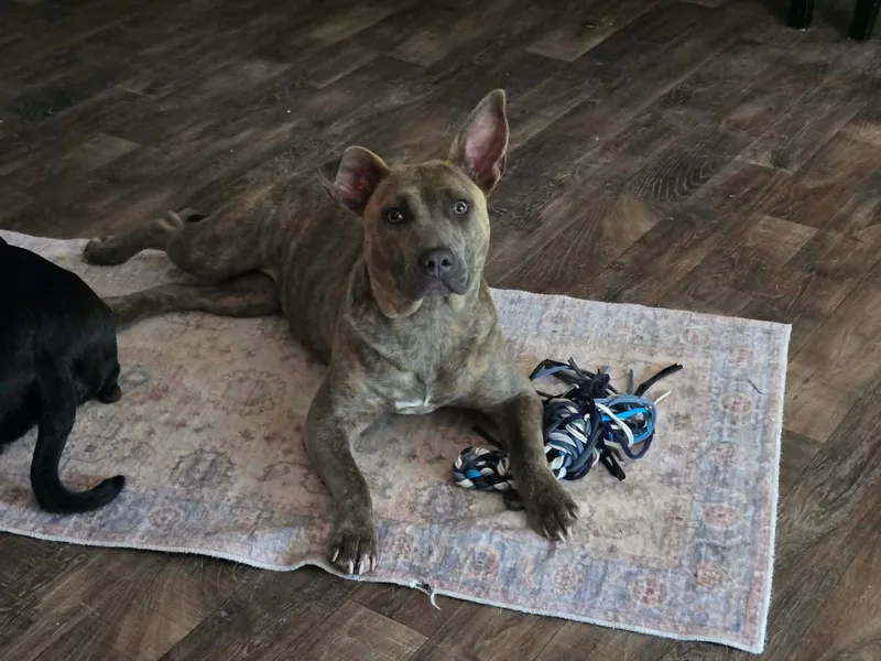 Ellie thumbnail 5