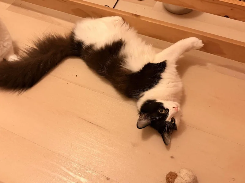 A baby medium-sized female Black & White / Tuxedo Domestic Short Hair cat named Cindy Crawford for adoption in Trenton, NJ