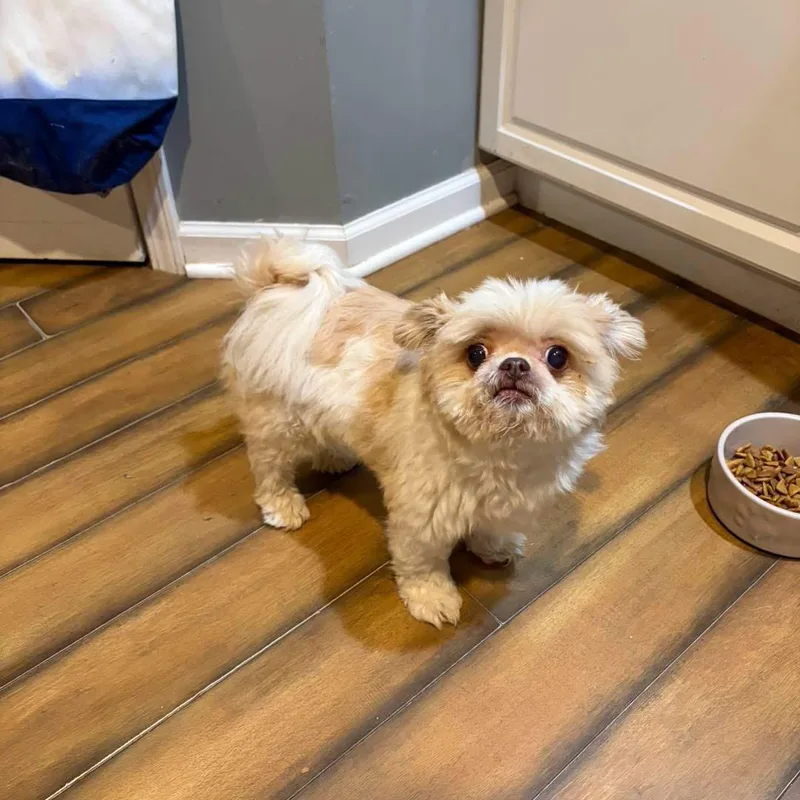 Coco thumbnail 3
