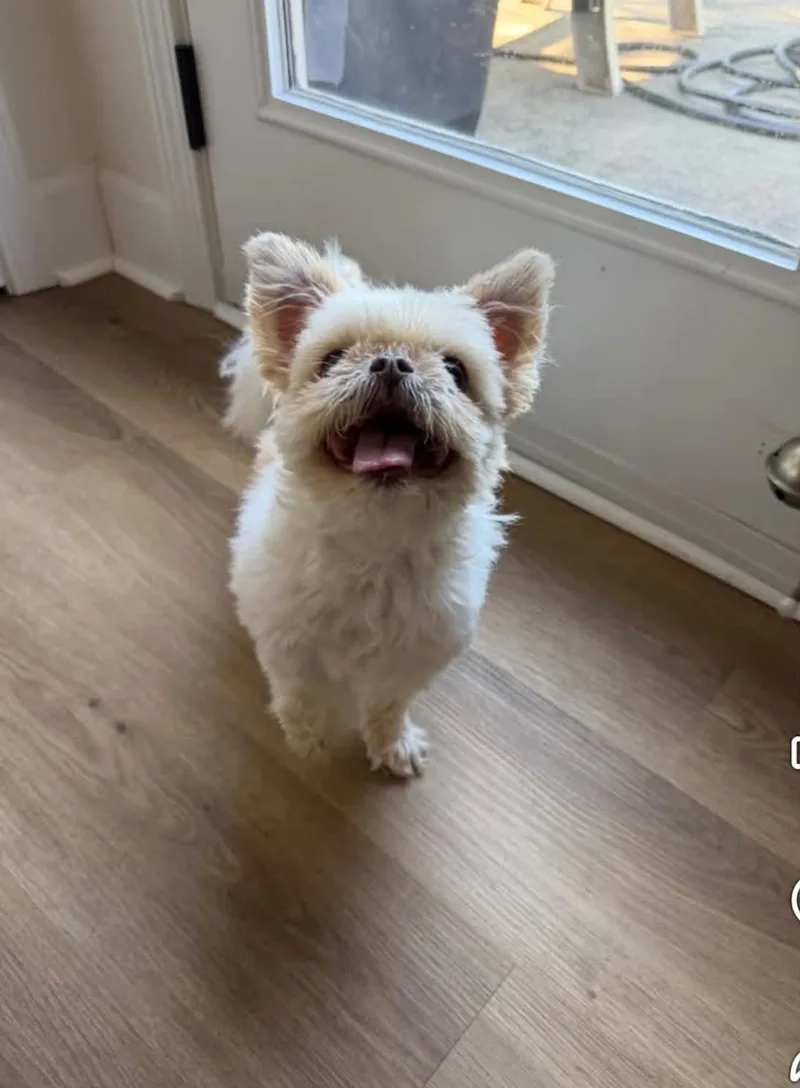 Coco thumbnail 4