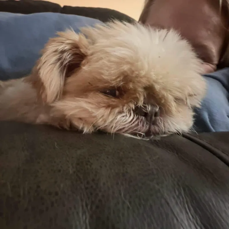 Coco thumbnail 6