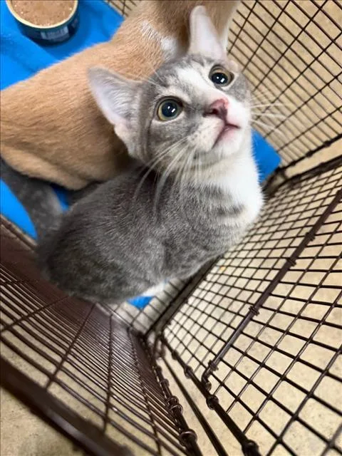 A baby medium-sized male Domestic Short Hair cat named June for adoption in Van Nuys, CA