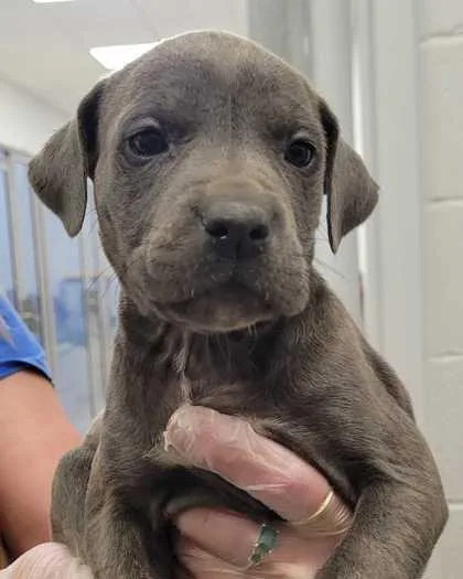 A baby small-sized female Gray / Blue / Silver Pit Bull Terrier dog named Heidi for adoption in Kansas City, MO