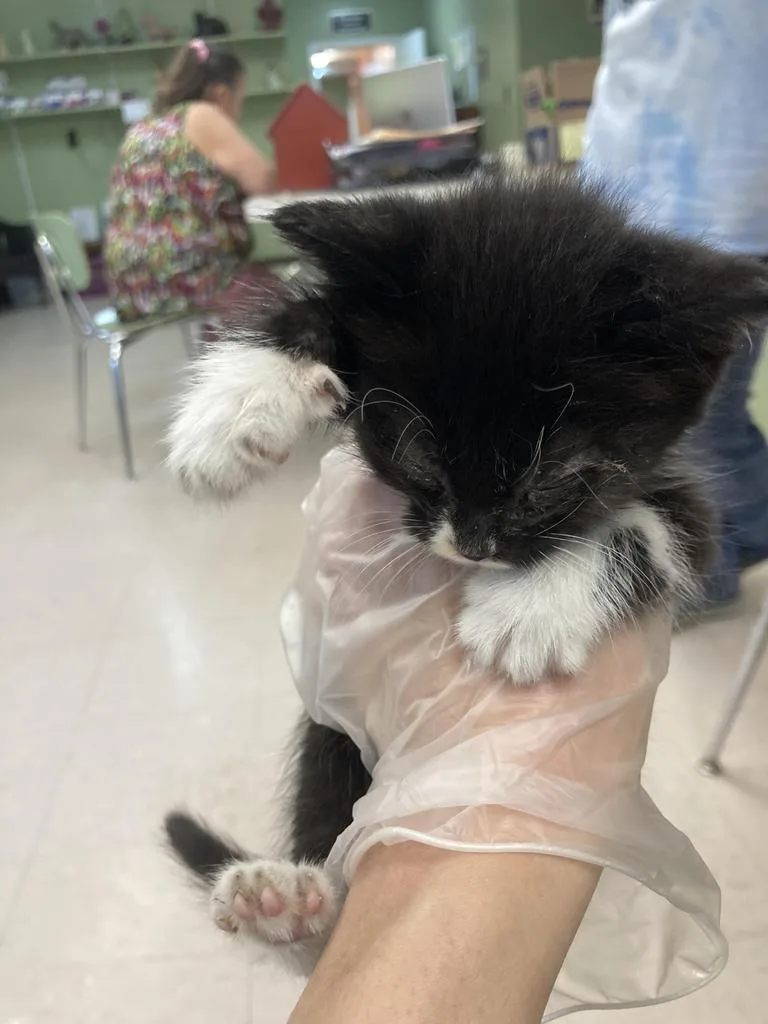 A baby medium-sized female Domestic Short Hair cat named Lavender for adoption in Burnsville, NC