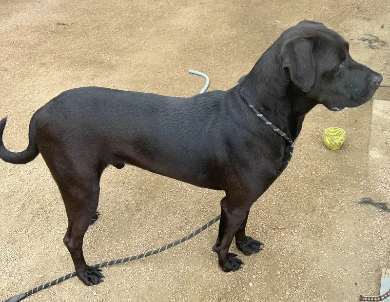 An adult large-sized male Black Mixed Breed dog named Larry for adoption in Georgetown, TX