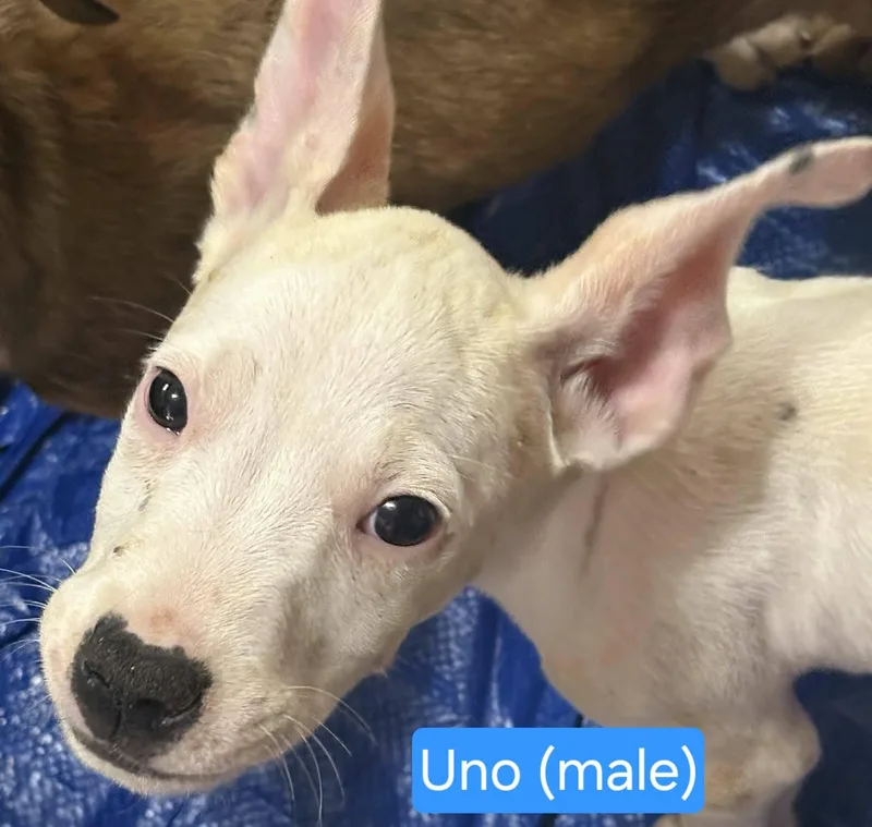 Uno thumbnail 2