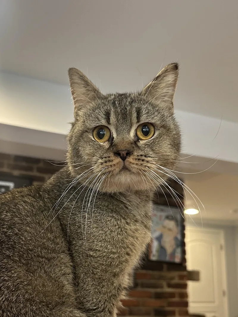 A young medium-sized male British Shorthair cat named Meshmesh for adoption in Fairfax, VA