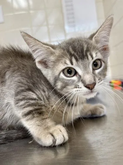 A young small-sized male Domestic Short Hair cat named Danny Zuko for adoption in San Antonio, TX