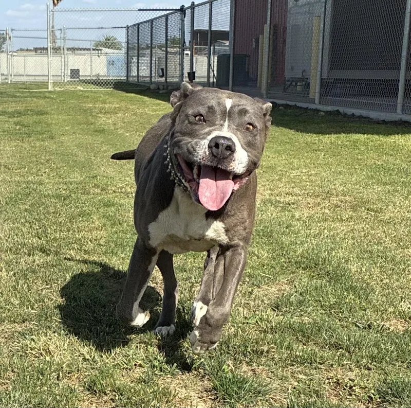 An adult large-sized female Gray / Blue / Silver Staffordshire Bull Terrier dog named Bunny for adoption in Delano, CA