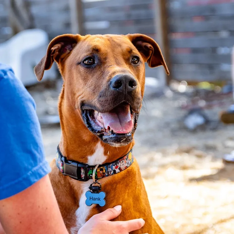 An adult large-sized male Yellow / Tan / Blond / Fawn Mixed Breed dog named Hank for adoption in Houston, TX