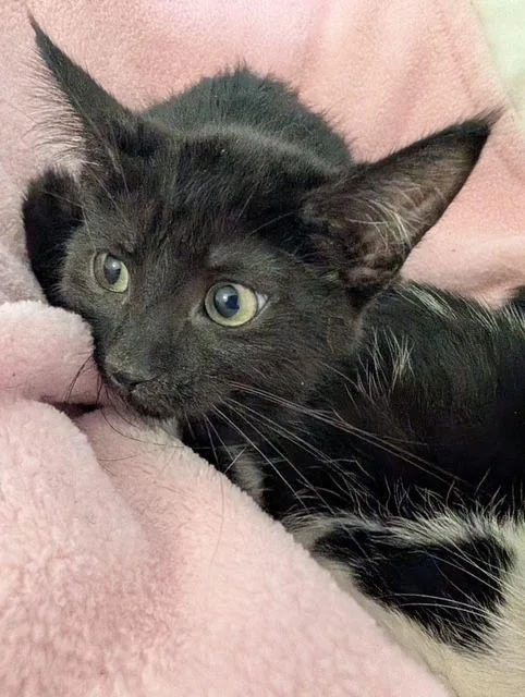 A baby medium-sized female Black Domestic Short Hair cat named Starbucks for adoption in Lake Orion, MI