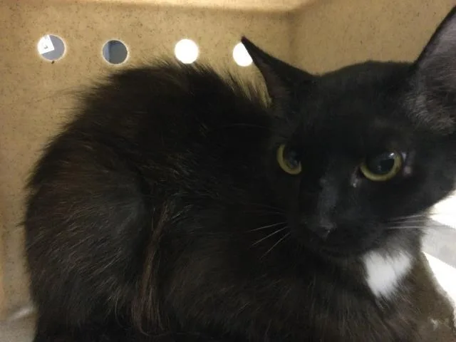 An adult small-sized female Domestic Long Hair cat named Gatita for adoption in Riverside, CA