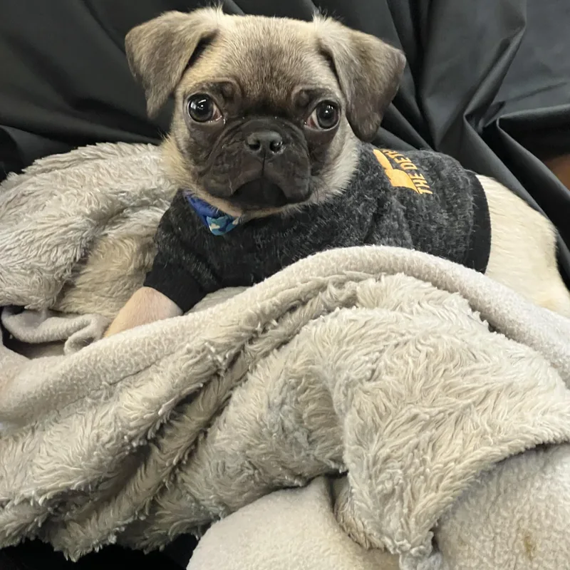 A baby small-sized male Yellow / Tan / Blond / Fawn Pug dog named Pugsley for adoption in Georgetown , CA