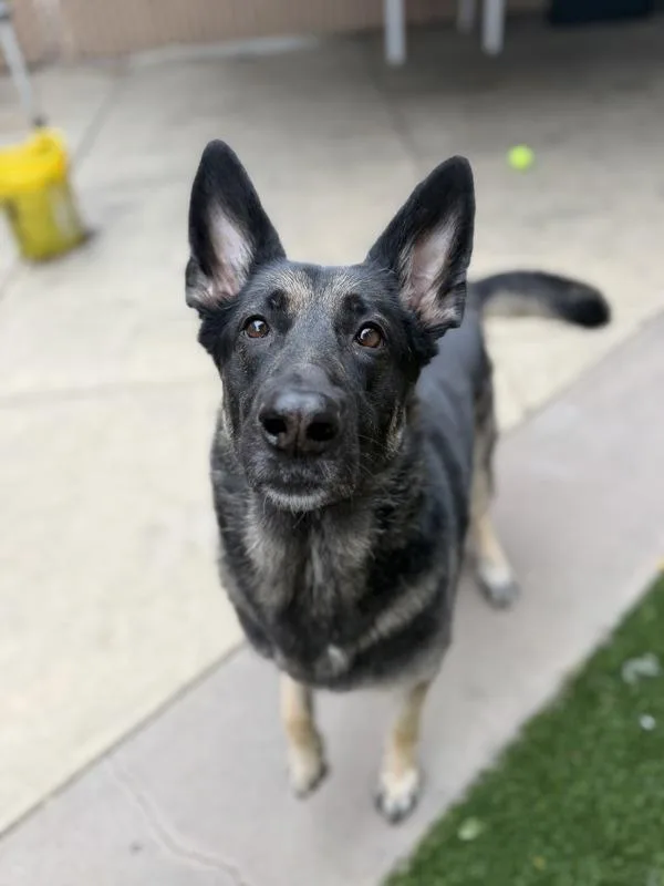Athena