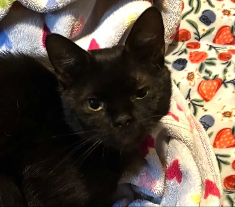 An adult medium-sized male Black Domestic Short Hair cat named Luke for adoption in North Babylon, NY