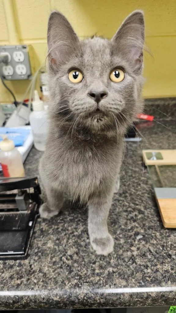 A baby small-sized male Domestic Medium Hair cat named Sparrow for adoption in Crossville, TN