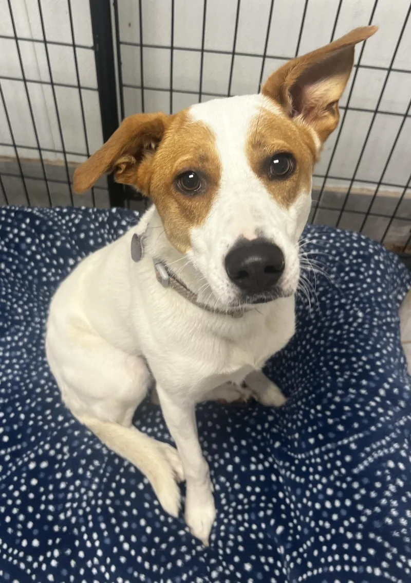 An adult medium-sized female Labrador Retriever dog named Chestnut for adoption in Lexington, KY