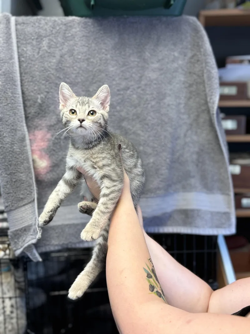 A baby medium-sized female Tabby (Gray / Blue / Silver) Domestic Short Hair cat named Muffy for adoption in Anderson, IN
