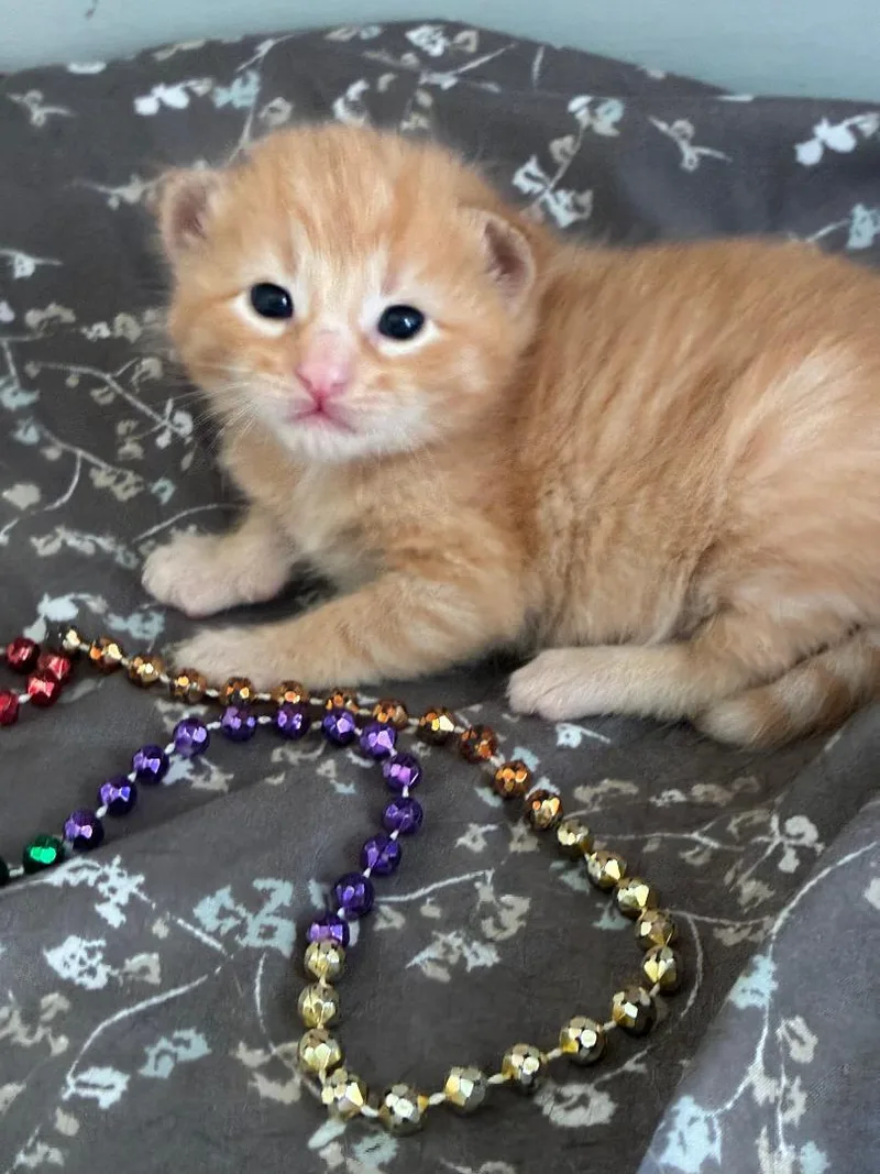 A baby medium-sized male Tabby (Orange / Red) Tabby cat named Tuttle for adoption in Omaha, NE
