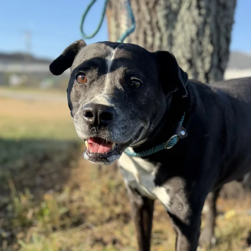 A senior medium-sized male Black Labrador Retriever dog named Dasher for adoption in Columbia, SC