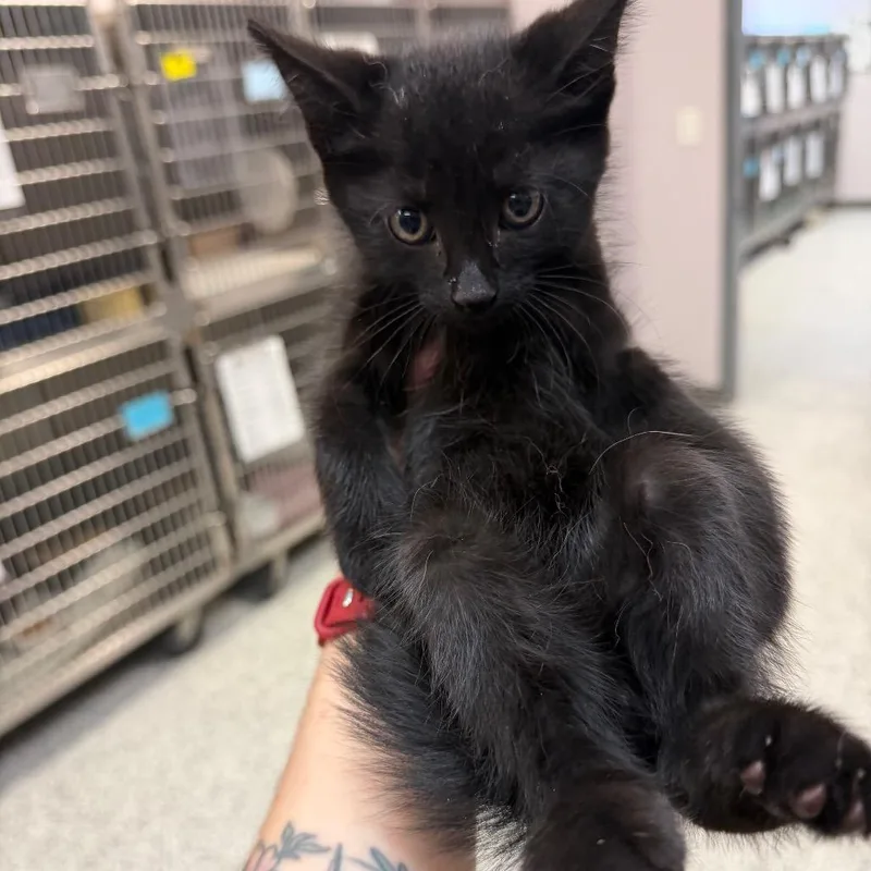 A baby small-sized male Black Domestic Short Hair cat named Koa for adoption in Port Charlotte, FL