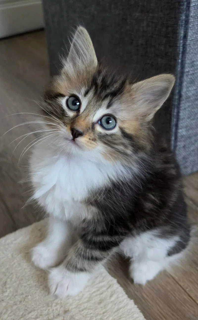 A baby medium-sized female Domestic Medium Hair cat named Margot for adoption in Campbell, CA