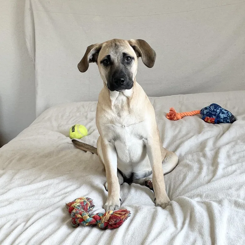A baby medium-sized female Yellow / Tan / Blond / Fawn Labrador Retriever dog named Sweet Moana for adoption in Burlington, NC