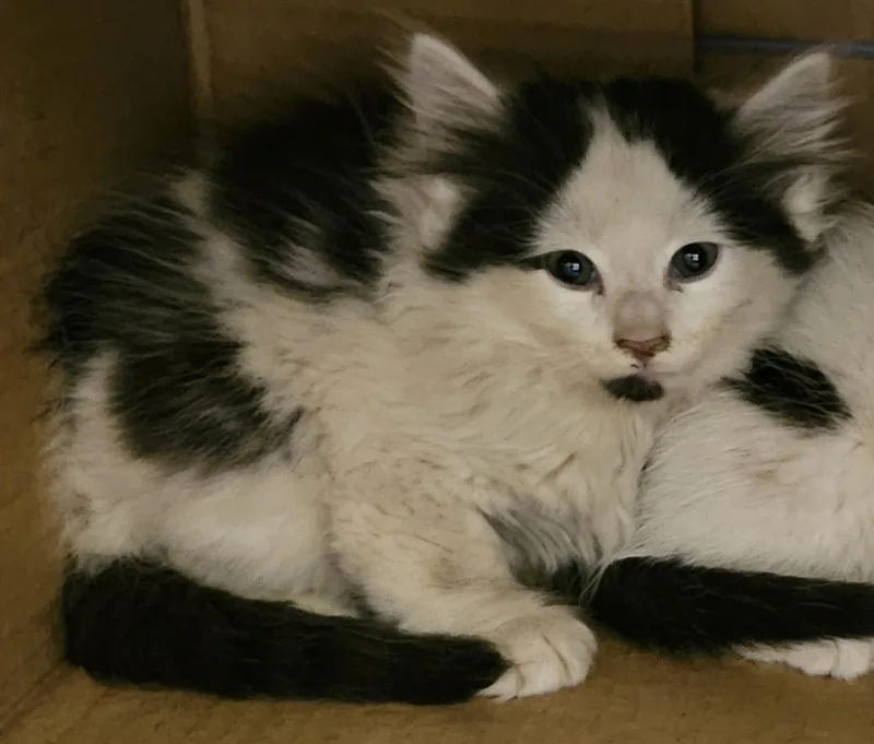 A baby small-sized male Black & White / Tuxedo Norwegian Forest Cat cat named Fennel for adoption in Berlin, CT