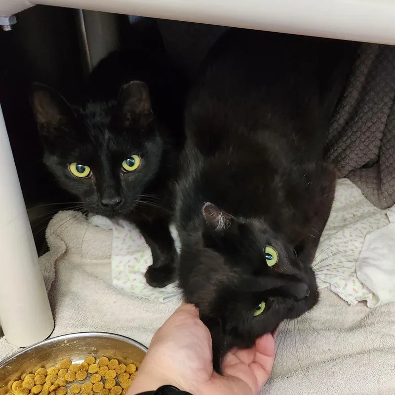 A young medium-sized male Black Domestic Short Hair cat named Night Terror for adoption in Grand Rapids, MI
