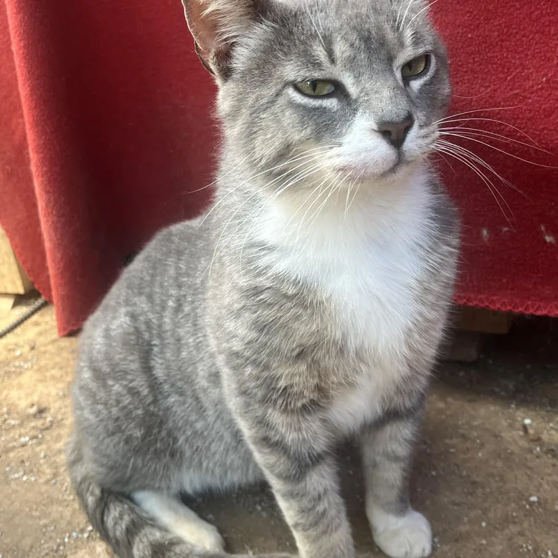 An adult medium-sized male Gray & White Domestic Short Hair cat named Ralph Fiv+ for adoption in Stuart, VA