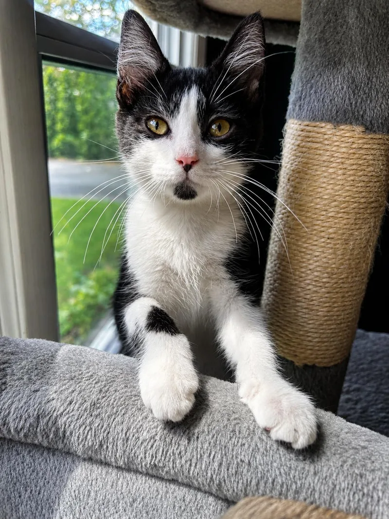 A baby medium-sized male Black & White / Tuxedo Domestic Short Hair cat named Bandit for adoption in Victor, NY
