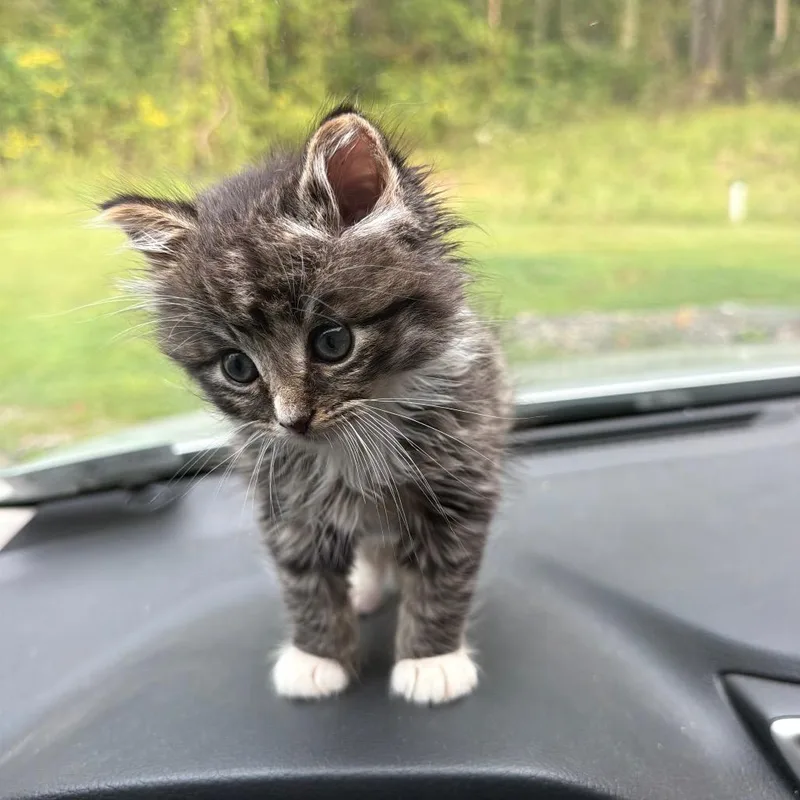 A baby small-sized male Domestic Medium Hair cat named Oden for adoption in Fairmont, WV