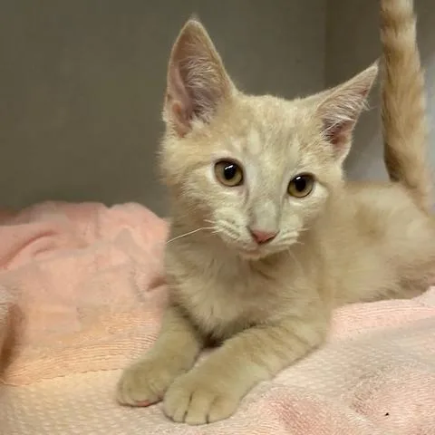 A baby small-sized male Buff / Tan / Fawn Domestic Short Hair cat named Otis for adoption in Dayton, OH