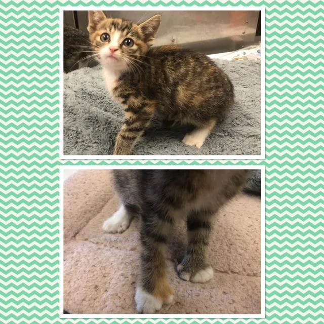 A baby small-sized female Calico Domestic Short Hair cat named Sunfyre for adoption in Buckhannon, WV