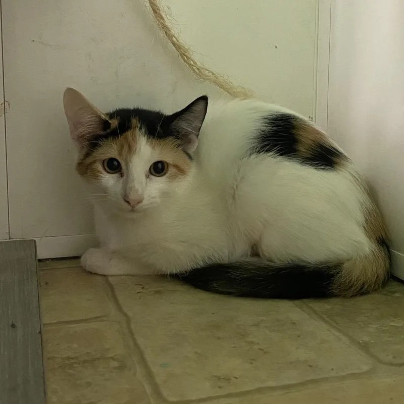 A baby small-sized female Calico Domestic Short Hair cat named Petals for adoption in Monroe, LA