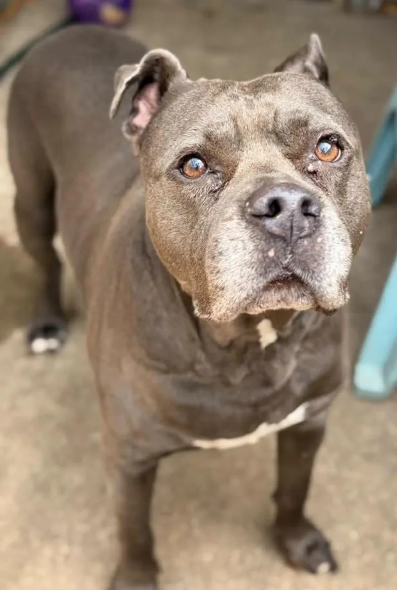 An adult medium-sized female Gray / Blue / Silver Pit Bull Terrier dog named Trudie for adoption in Chicago, IL