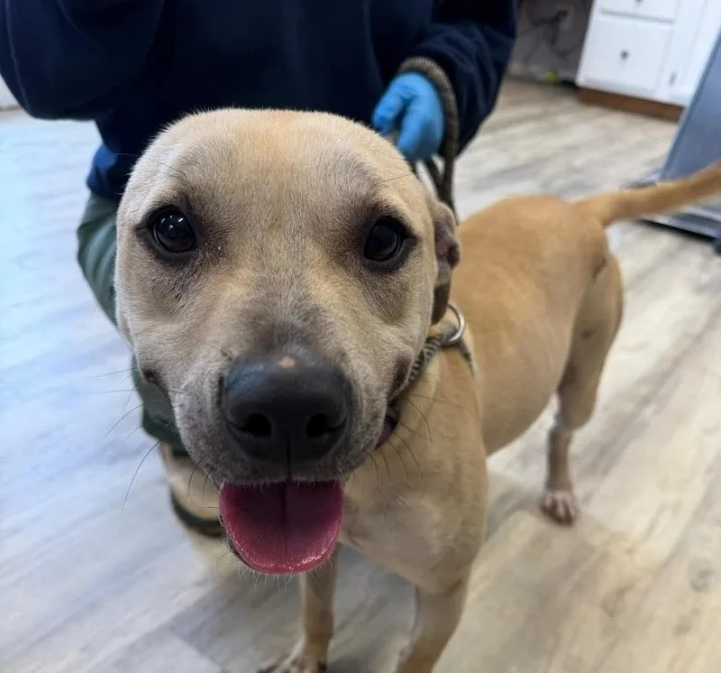 An adult medium-sized male Apricot / Beige Mixed Breed dog named Alanzo for adoption in PHILADELPHIA, TN