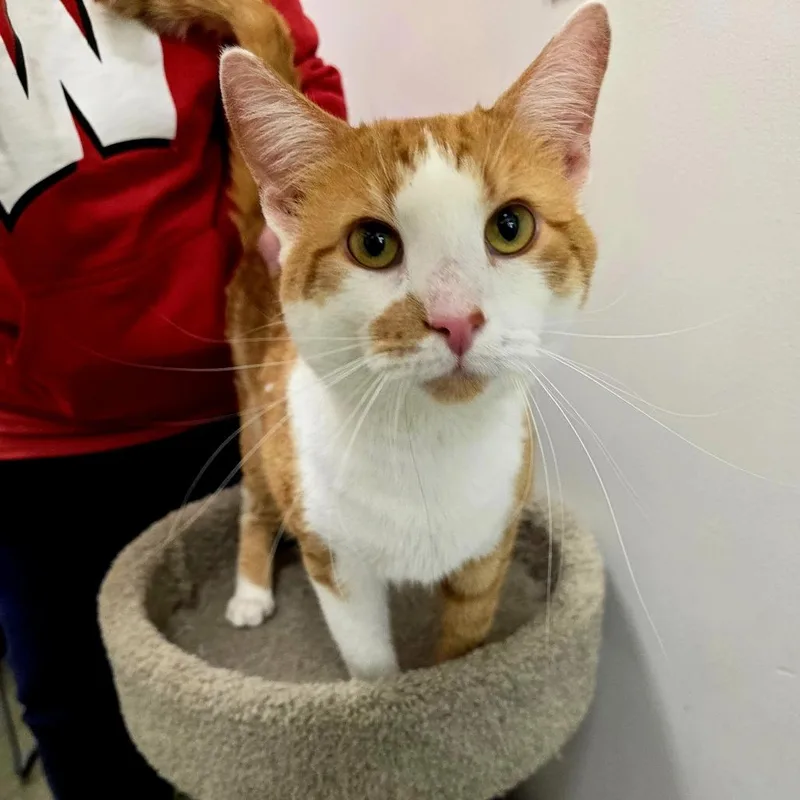 An adult large-sized male Orange & White Domestic Short Hair cat named Aengus for adoption in Stoughton, WI