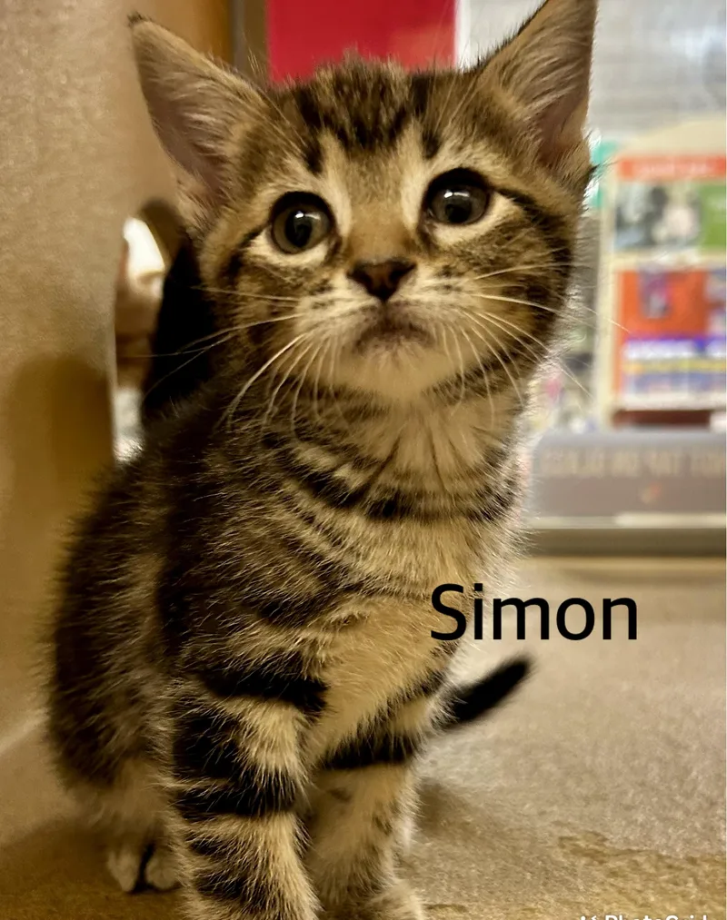 A baby medium-sized male Tabby (Brown / Chocolate) Domestic Short Hair cat named Simon for adoption in Owasso, OK