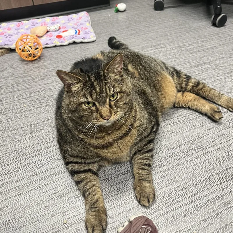 A senior extra large-sized male Brown / Chocolate Domestic Short Hair cat named Tiggs for adoption in Fort Wayne, IN